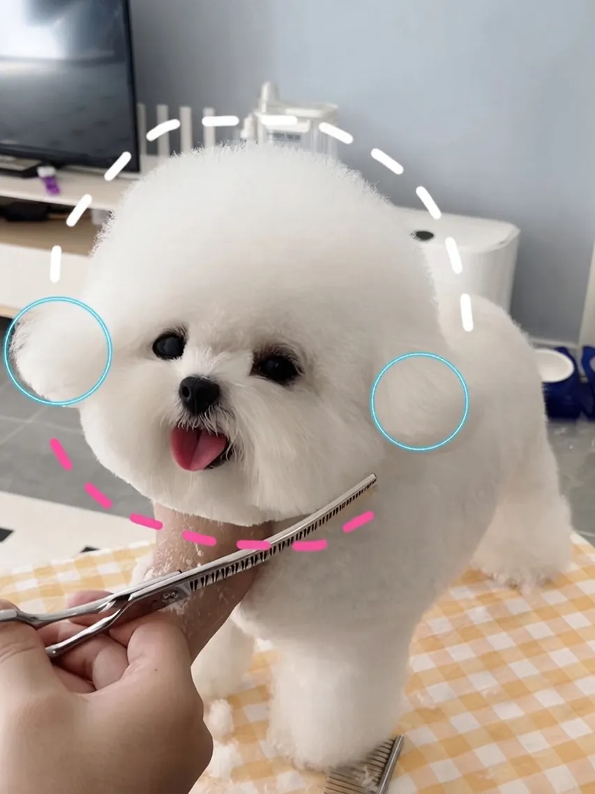 Petit Chien Blanc : les Races à Connaître avant d'Adopter Bichon Frisé toiletté en boule, illustrant la coupe classique en salon de toilettage