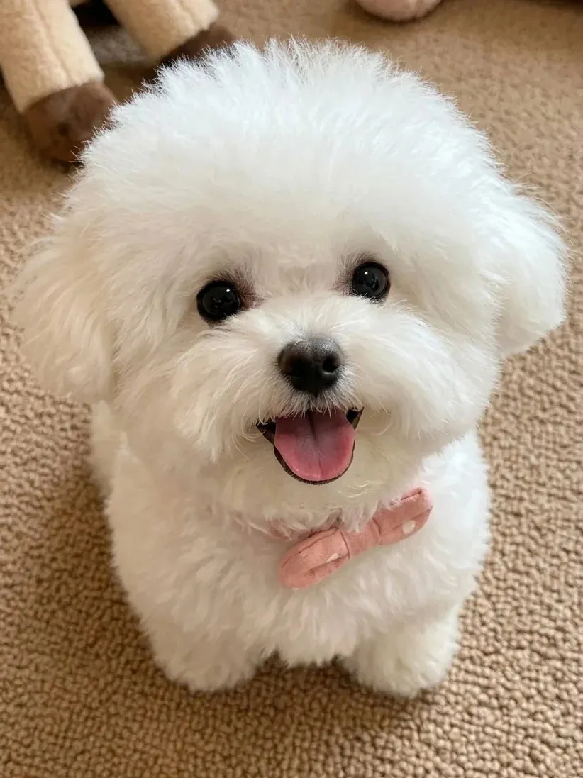 Petit Chien Blanc : les Races à Connaître avant d'Adopter Bichon Maltais adulte de face, pelage blanc long et soyeux tombant jusqu'au sol