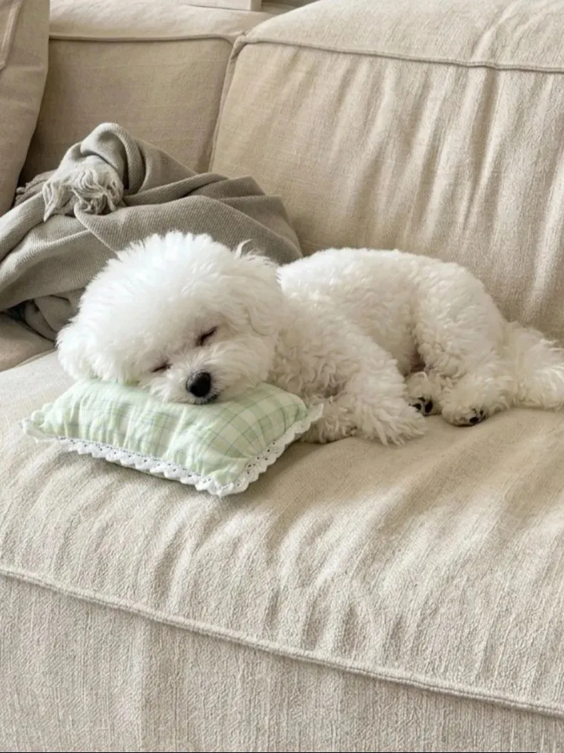 Petit Chien Blanc : les Races à Connaître avant d'Adopter Bichon Maltais couché sur un canapé, illustrant un pelage blanc bien entretenu au quotidien