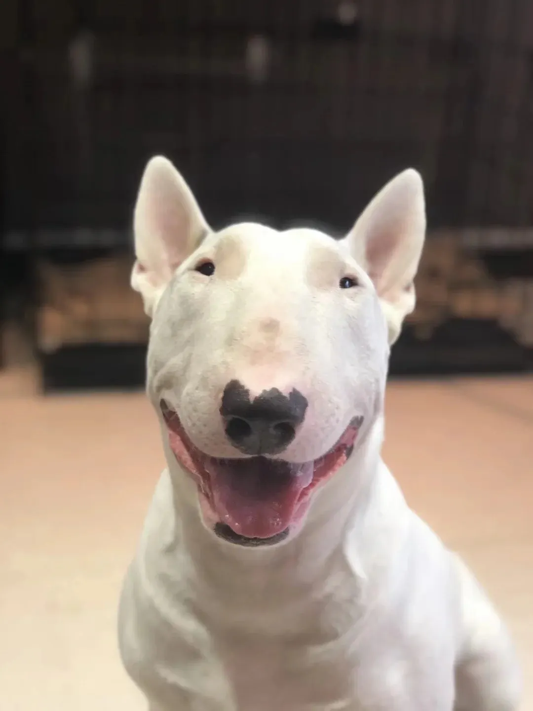 Petit Chien Blanc : les Races à Connaître avant d'Adopter Bull Terrier miniature blanc, corps musclé et poil ras, allure puissante malgré la petite taille
