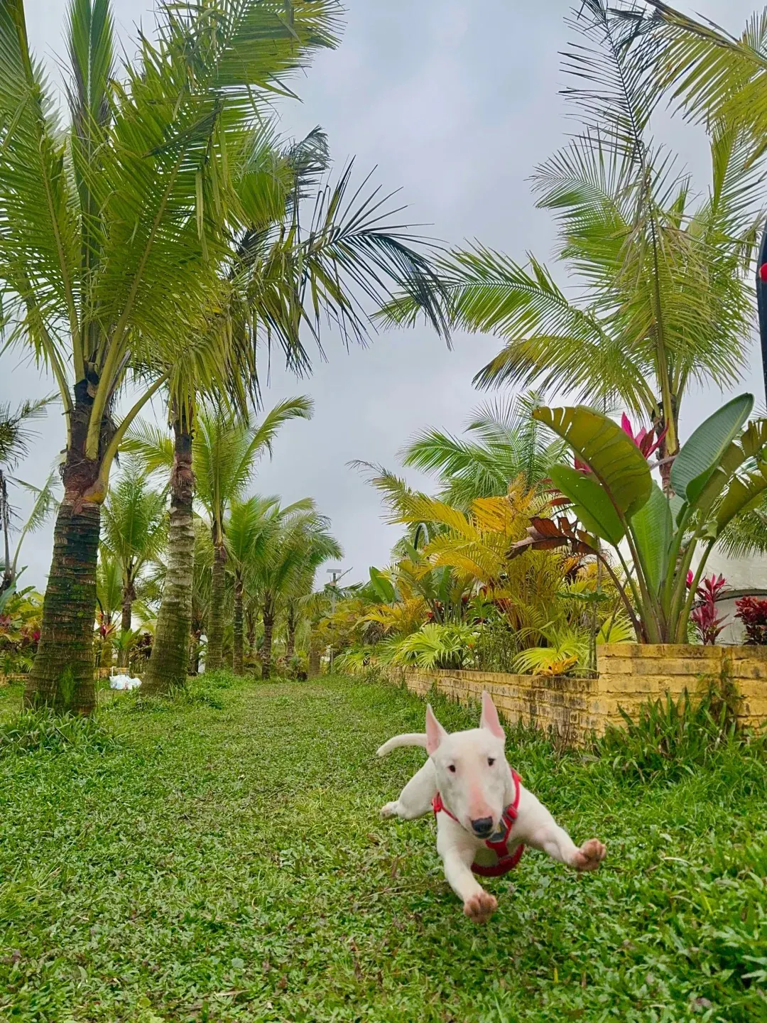 Petit Chien Blanc : les Races à Connaître avant d'Adopter Bull Terrier miniature blanc en extérieur, illustrant son besoin de fermeté à l'éducation