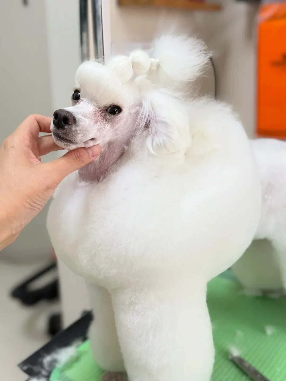 Petit Chien Blanc : les Races à Connaître avant d'Adopter Caniche Toy blanc au poil bouclé, petit format adapté à la vie en famille