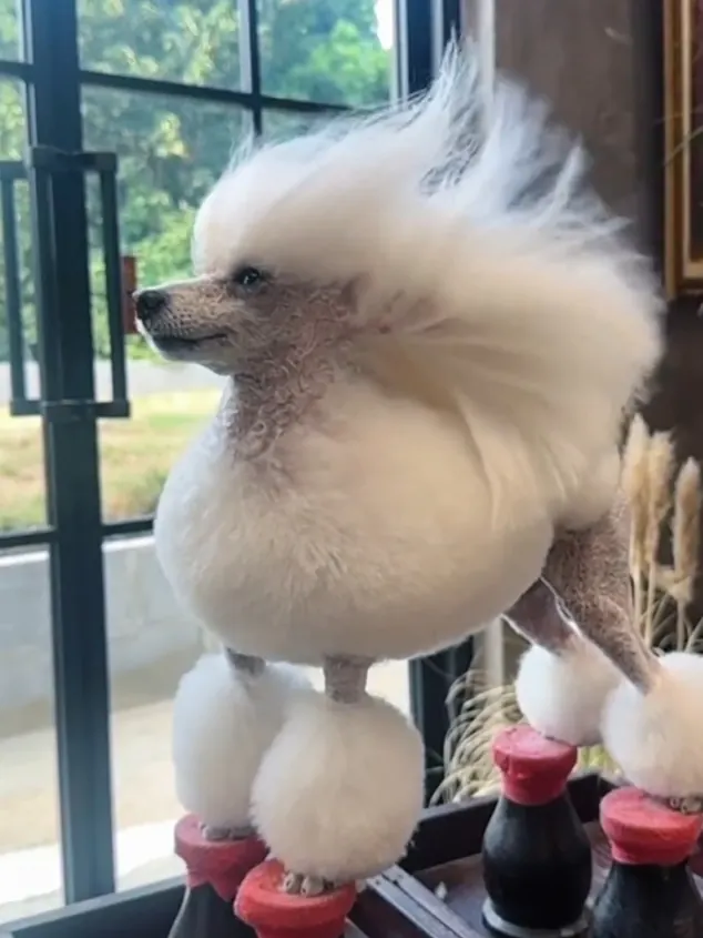 Petit Chien Blanc : les Races à Connaître avant d'Adopter Caniche Toy blanc toiletté, illustrant sa robe laineuse peu sujette à la mue