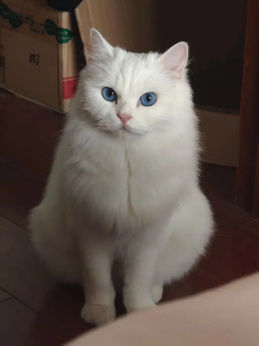 Chat Poil Long : Quelle Race Choisir pour Vous ? Angora Turc blanc au pelage soyeux et fluide, race ancienne connue pour son élégance naturelle