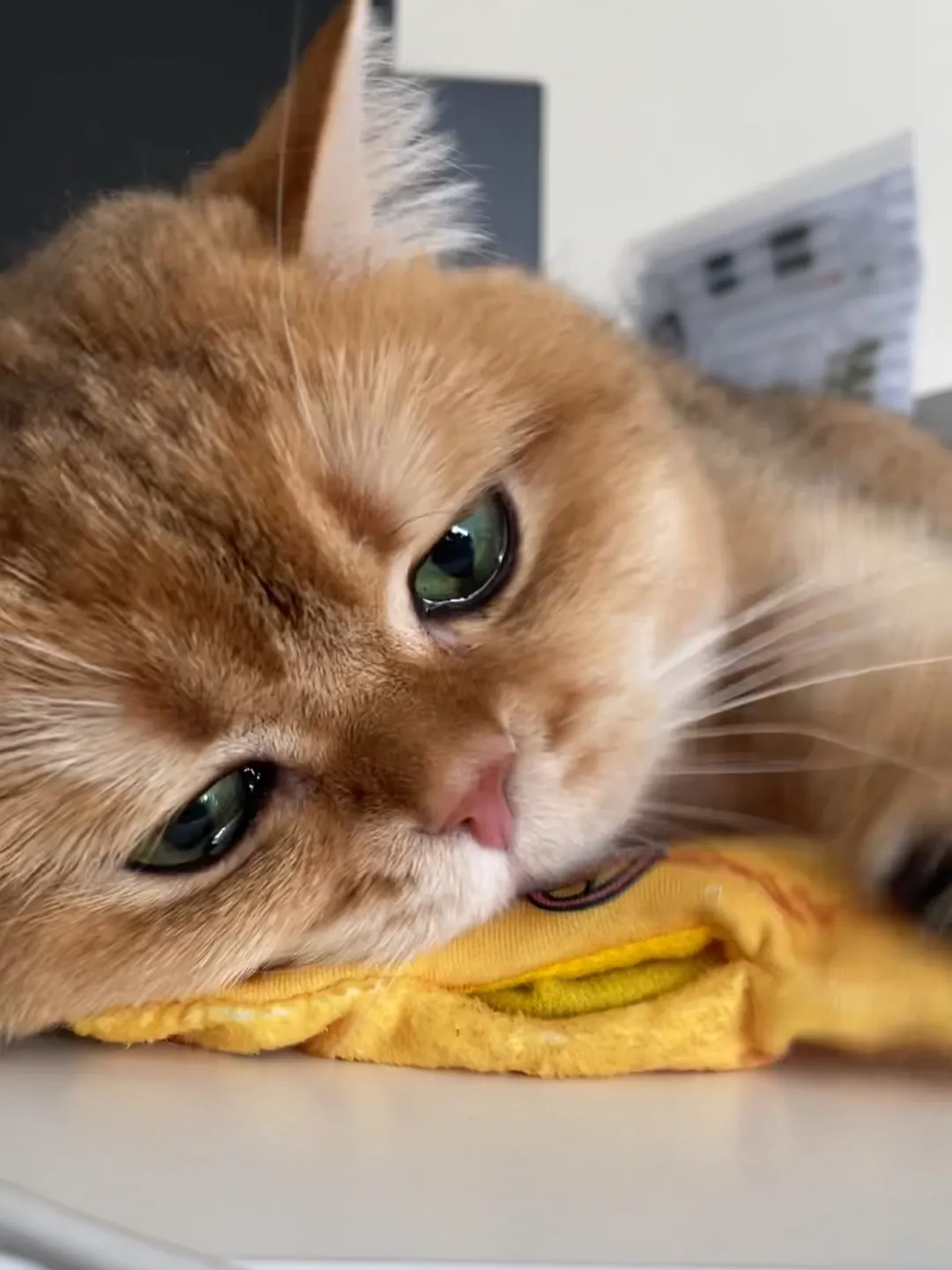 Gamelle ludique pour chat : quel modèle choisir ? Chat frustré face à un puzzle feeder trop difficile, oreilles en arrière, patte sur la gamelle