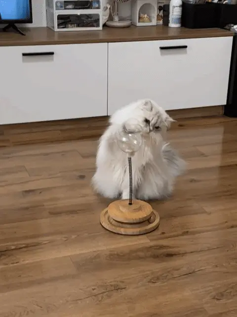 Gamelle ludique pour chat : quel modèle choisir ? Chat joueur et énergique qui court après un jouet, profil adapté aux balles distributrices