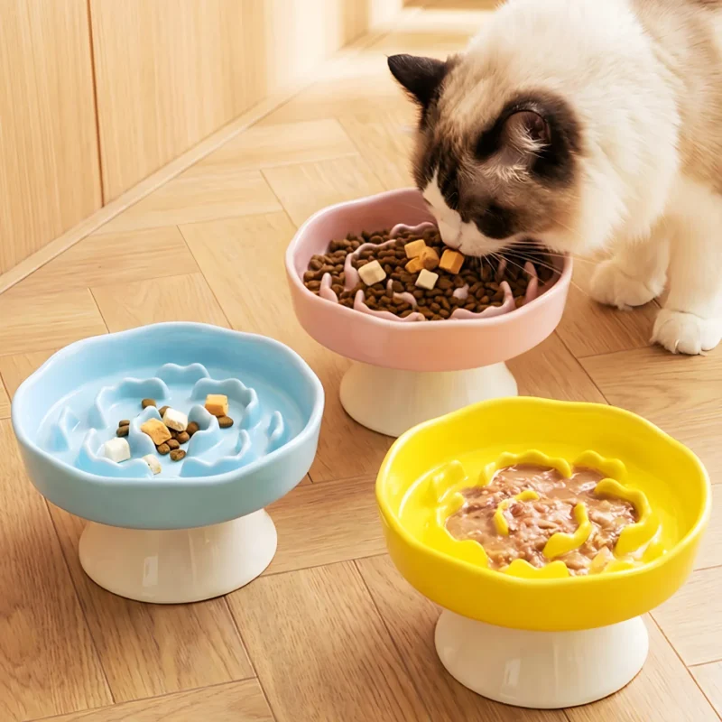 Chat de race Ragdoll en train de manger ses croquettes dans une gamelle anti-glouton surélevée