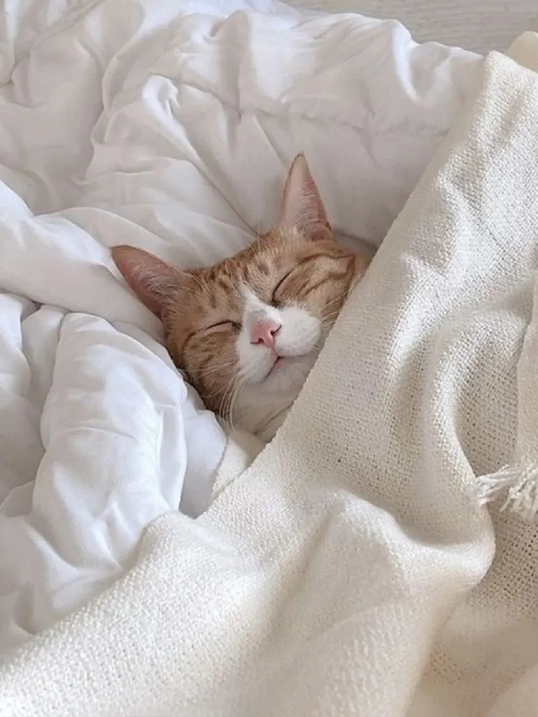 Gamelle ludique pour chat : quel modèle choisir ? Chat pantouflard allongé sur canapé, peu actif, profil adapté aux gamelles statiques simples