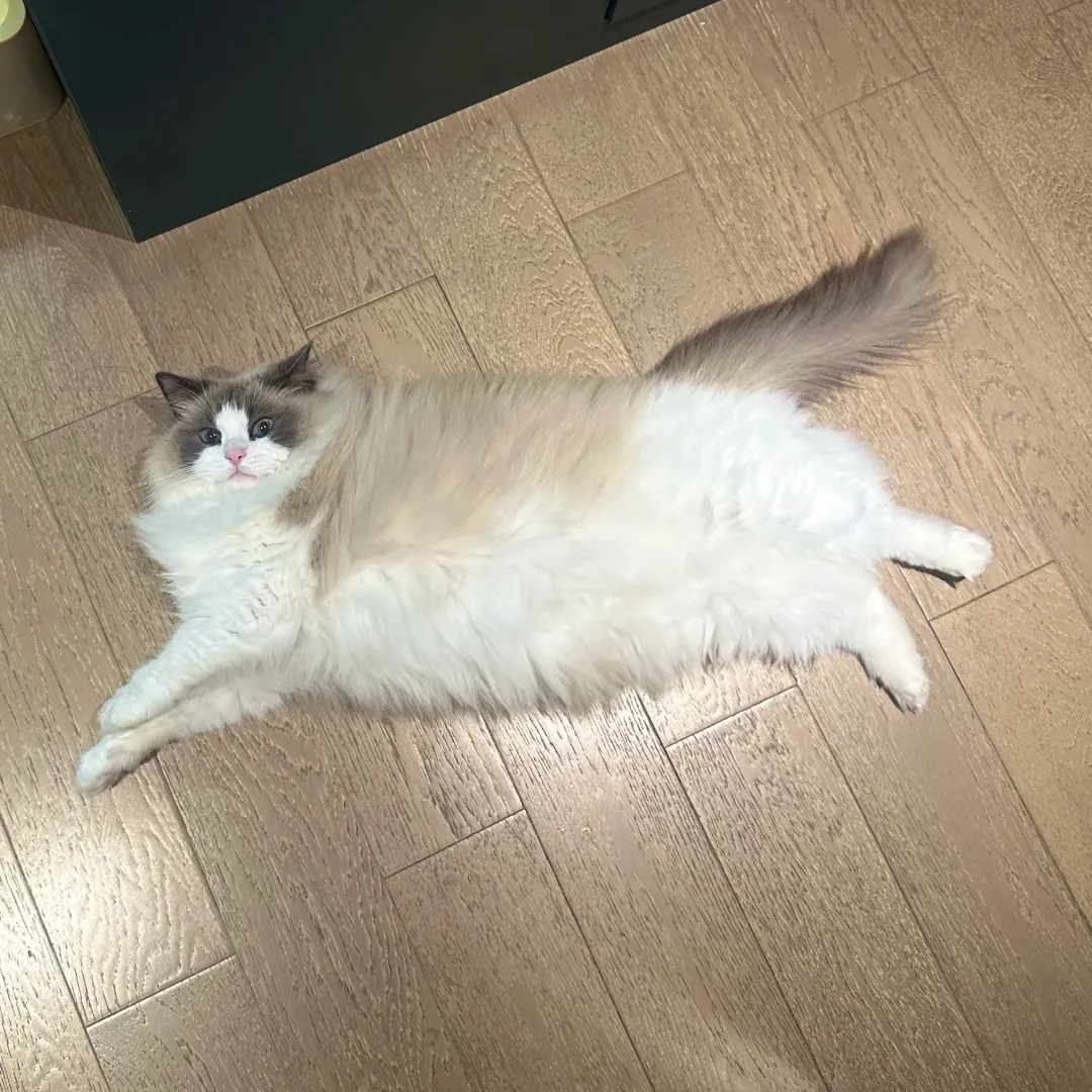 Chat Poil Long : Quelle Race Choisir pour Vous ? Ragdoll aux yeux bleu intense et pelage soyeux, connu pour son tempérament extrêmement doux et relaxé