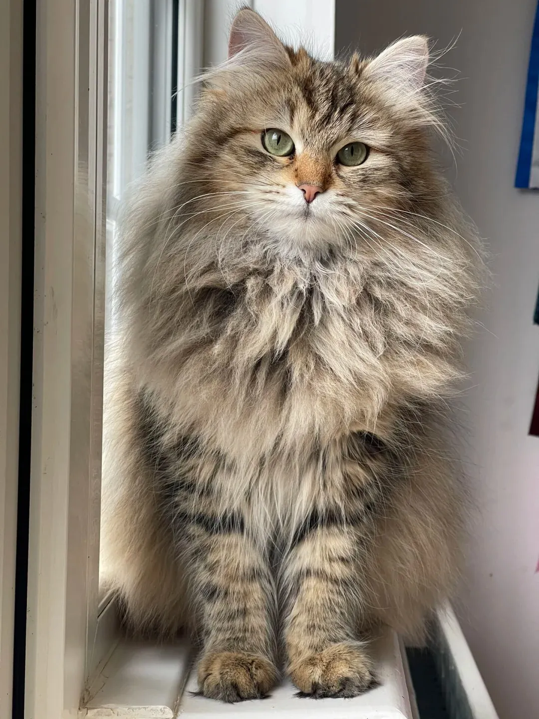 Chat Poil Long : Quelle Race Choisir pour Vous ? Chat Sibérien robuste au pelage dense triple couche, race naturellement hypoallergénique
