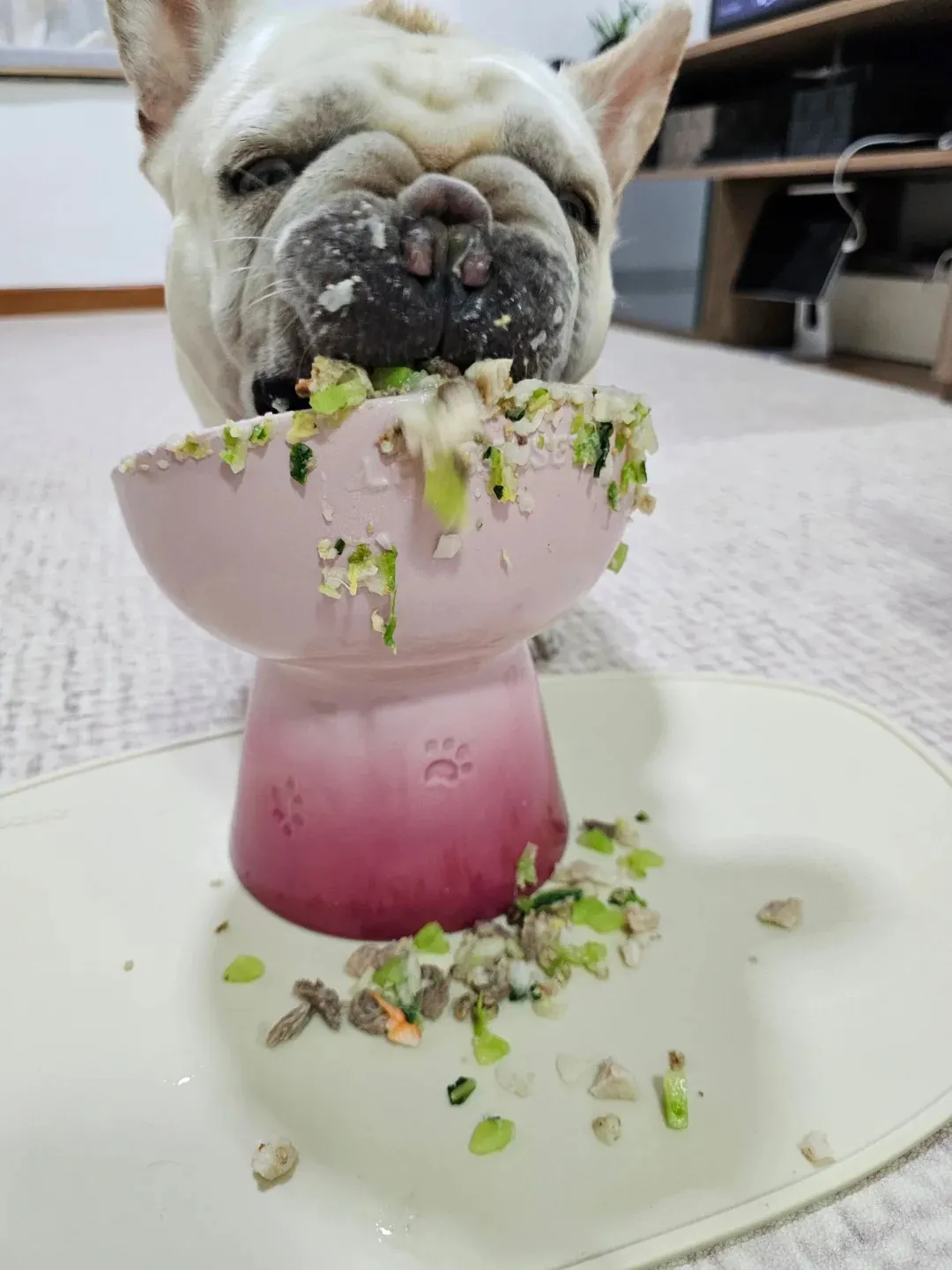 Pourquoi mon chien mange son caca ? Chien mangeant sa gamelle, ou étiquette d'un paquet de croquettes premium