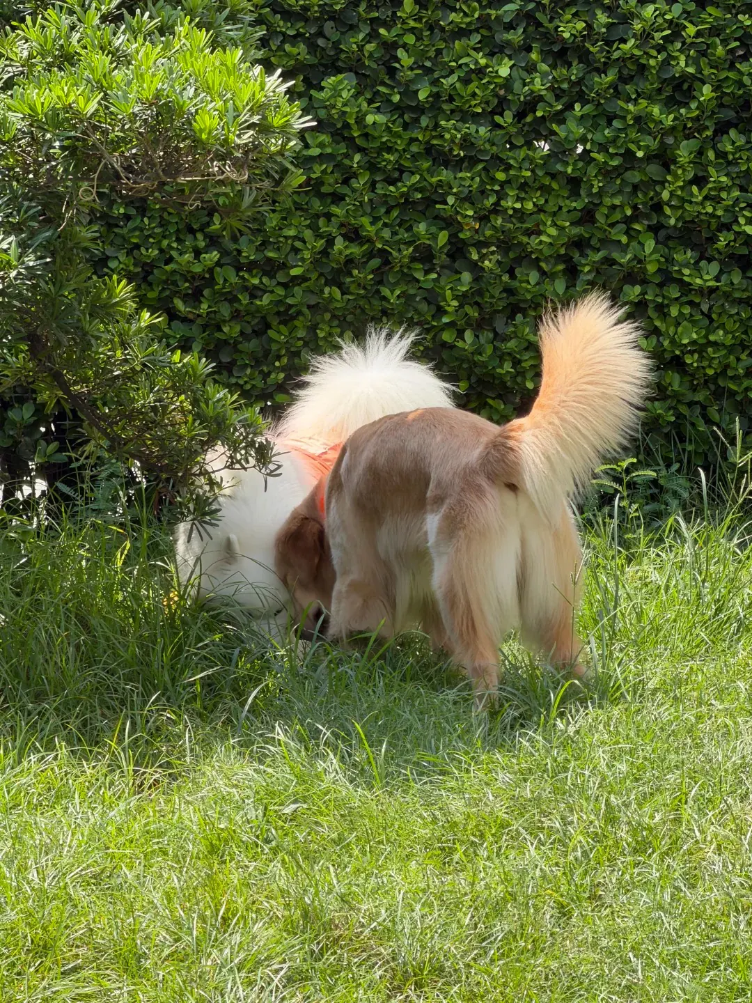 Pourquoi mon chien mange son caca ? chien reniflant l'herbe dans un jardin
