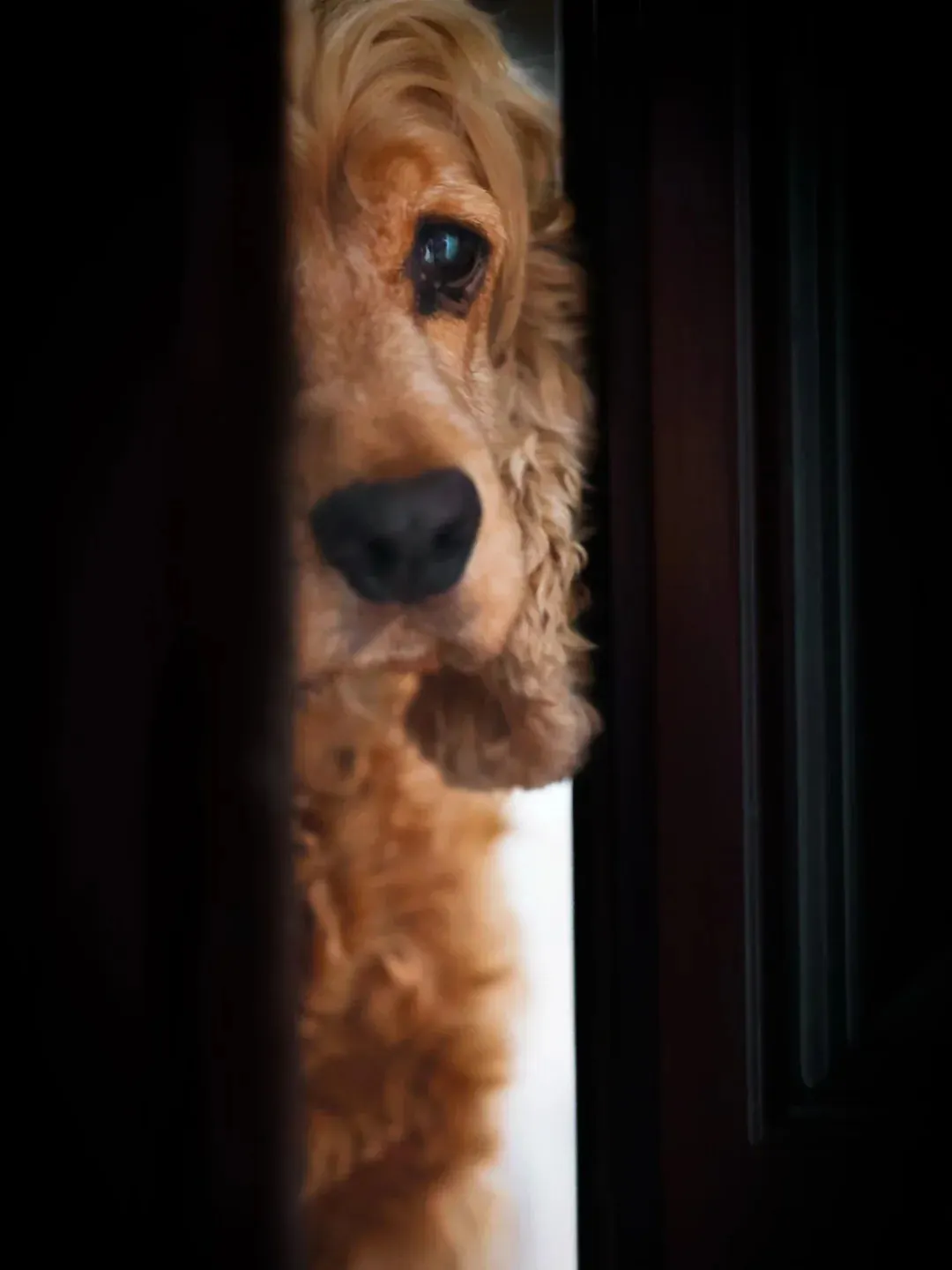 Pourquoi mon chien mange son caca ? Chien reniflant dans un jardin, comportement hérité de ses ancêtres loups