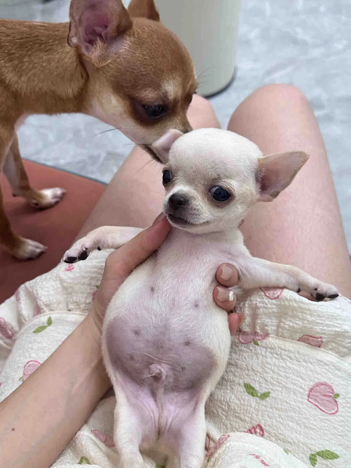 Petit Chien Blanc : les Races à Connaître avant d'Adopter Chihuahua blanc dans les bras de son propriétaire, illustrant son format de poche