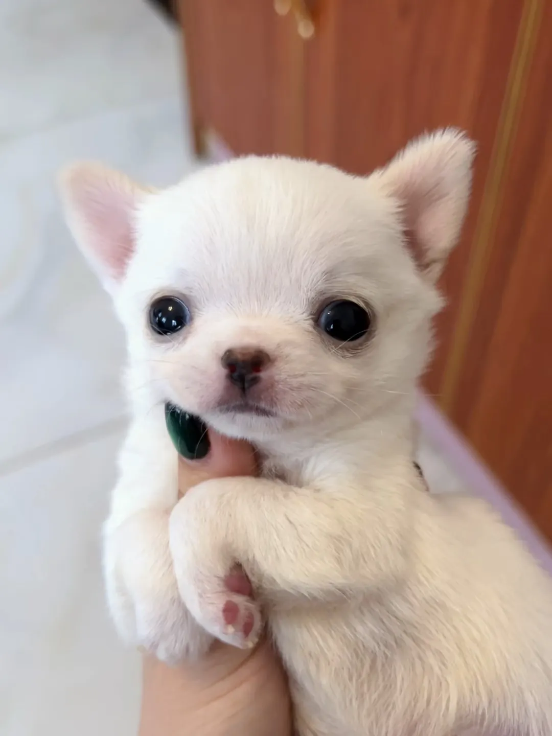Petit Chien Blanc : les Races à Connaître avant d'Adopter Chihuahua au pelage blanc court, plus petit gabarit parmi les petits chiens blancs