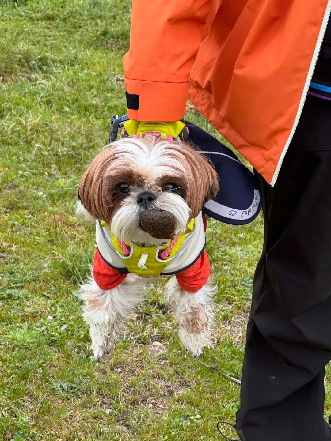 Pourquoi mon chien mange son caca ? Un jeune chiot ayant un comportement de coprophagie, illustrant un trouble du comportement ou un manque nutritionnel.