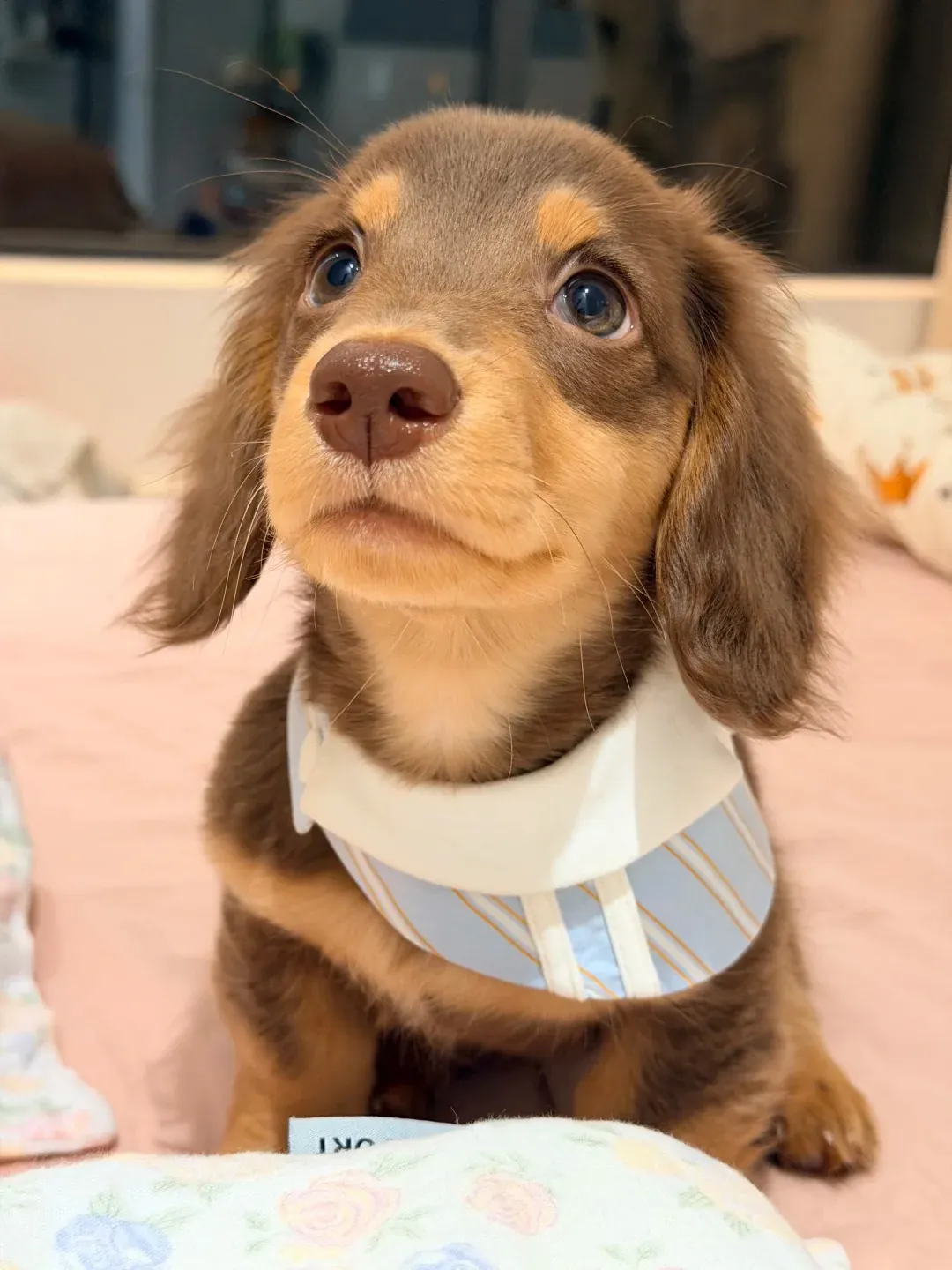 Quelle Race de Chien est la Plus Mignonne ? Top 15 en France Un adorable chiot teckel avec des yeux très vifs et expressifs regardant l'objectif.