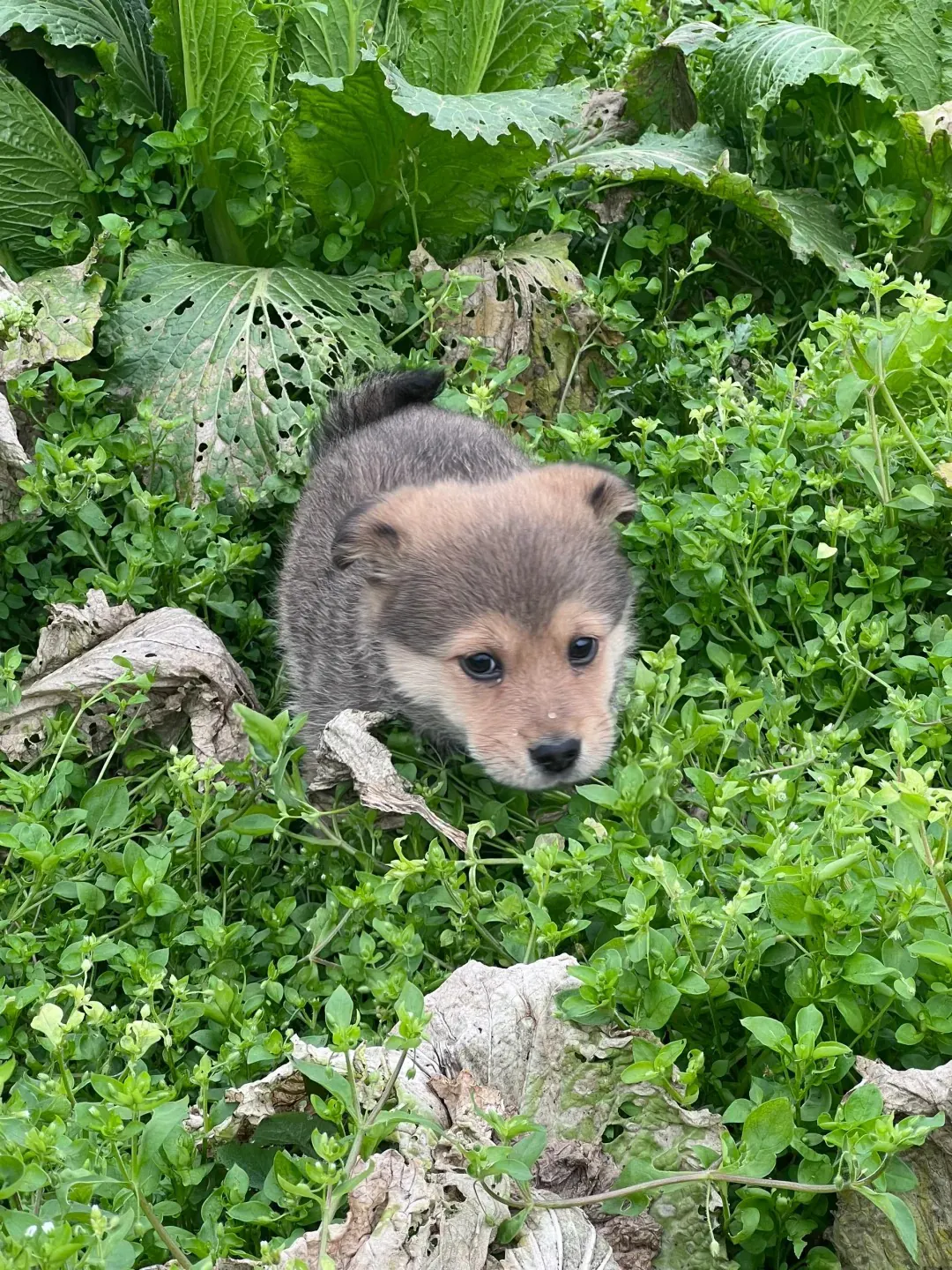 Pourquoi mon chien mange son caca ? Chiot en train d'explorer le jardin