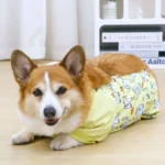 corgi-allonge-combinaison-jaune Corgi debout, heureux, portant la combinaison de protection complète du ventre jaune avec motif d'éléphants.