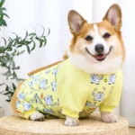 corgi-assis-combinaison-totale Corgi assis sur un pouf, portant la combinaison intégrale de protection du ventre avec imprimé d'éléphants.