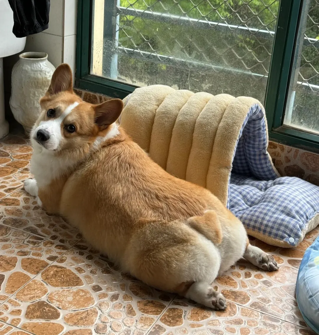 Quelle Race de Chien est la Plus Mignonne ? Top 15 en France Un très mignon Corgi avec une queue en cœur se reposant au bord de la fenêtre.