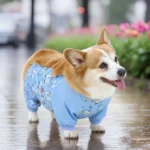corgi-portant-combinaison-en-marchant corgi portant combinaison en marchant