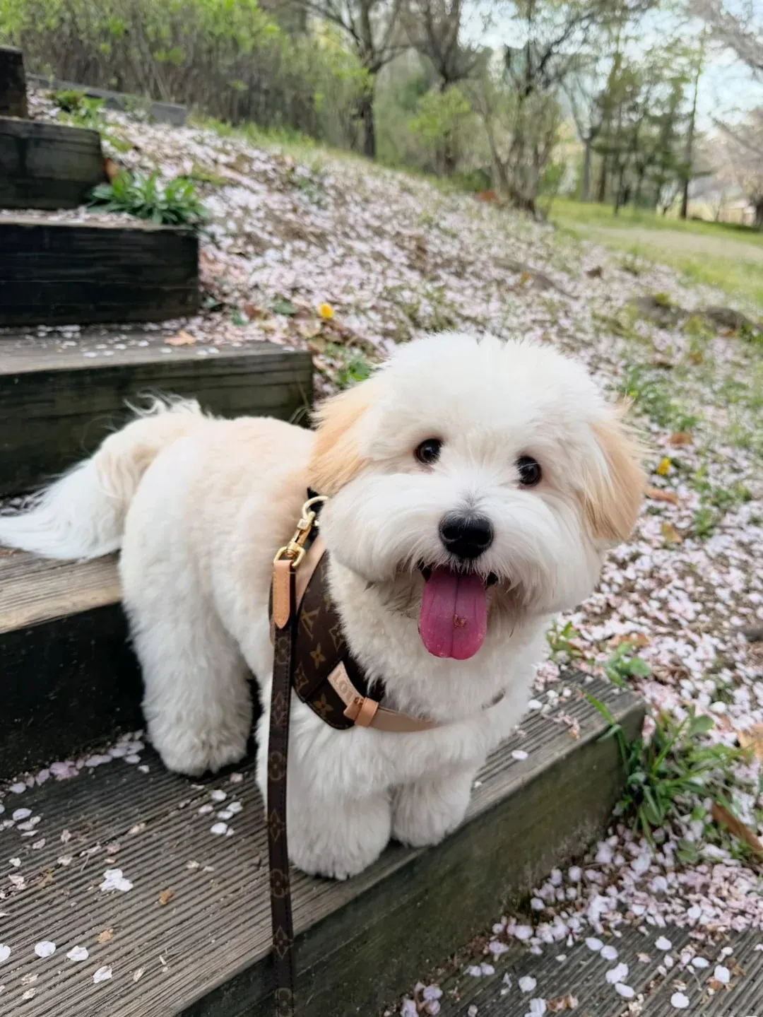 Petit Chien Blanc : les Races à Connaître avant d'Adopter Coton de Tuléar en extérieur, illustrant son caractère actif et joueur
