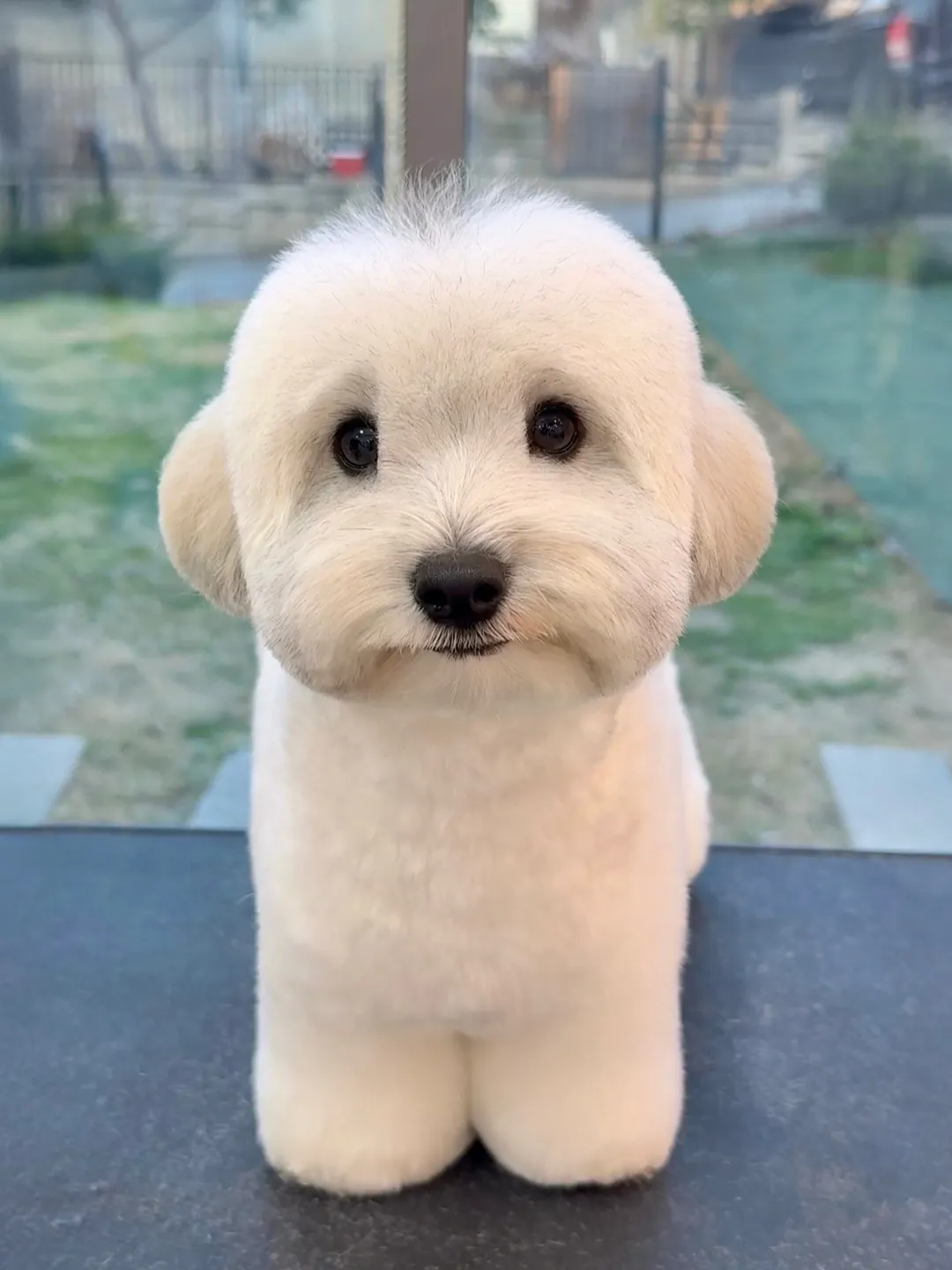 Petit Chien Blanc : les Races à Connaître avant d'Adopter Coton de Tuléar au pelage ondulé blanc originaire de Madagascar
