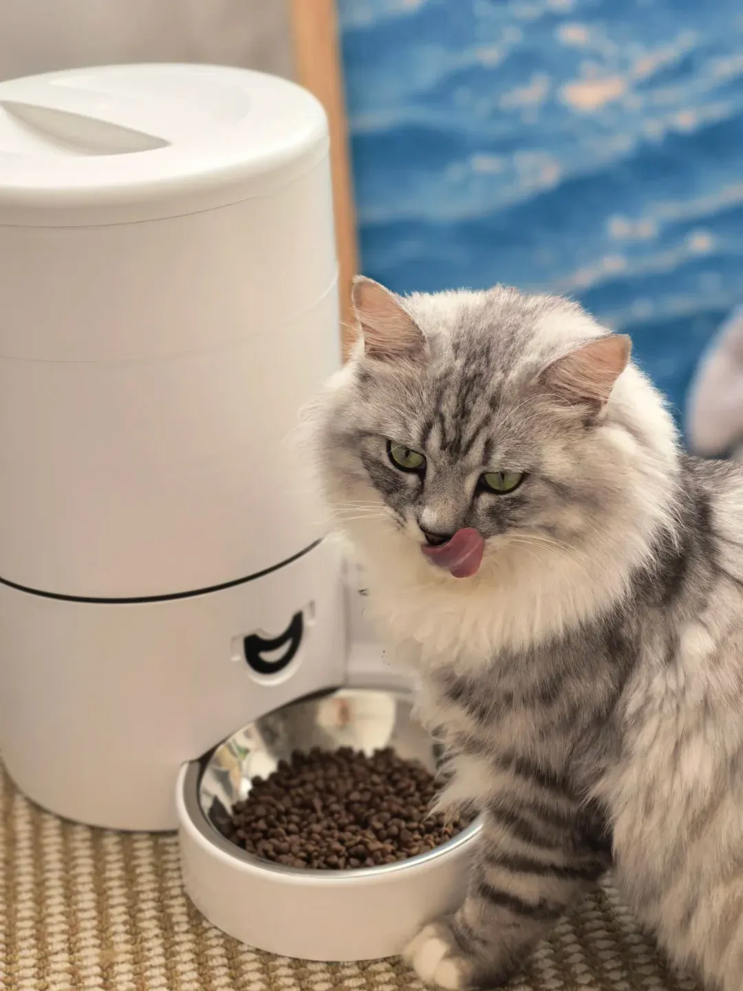 Gamelle ludique pour chat : quel modèle choisir ? Distributeur automatique de croquettes programmable pour chat, repas automatisés