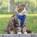 harnais-main-coon-bleu-pelouse Harnais pour chat Main Coon bleu sur pelouse