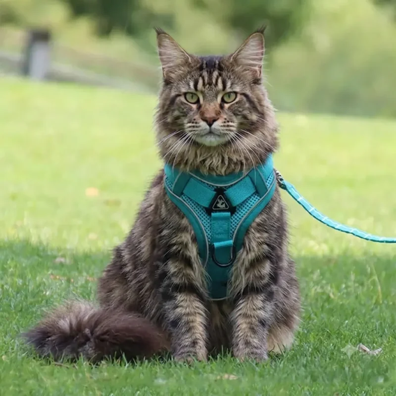 Harnais pour chat Main Coon cyan sur pelouse