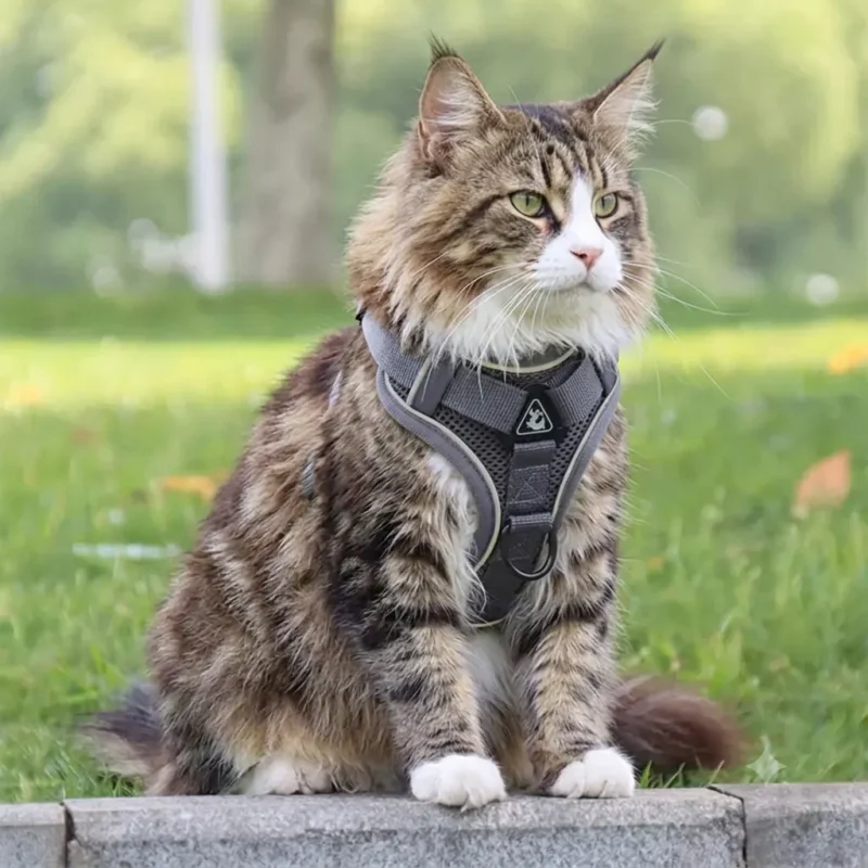 Harnais pour chat Main Coon gris réglable