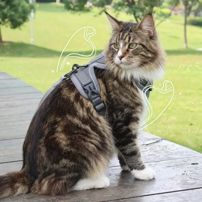 Harnais pour chat Main Coon gris en extérieur
