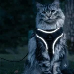 harnais-main-coon-nuit-reflechissant Harnais pour chat Main Coon noir avec bandes réfléchissantes la nuit
