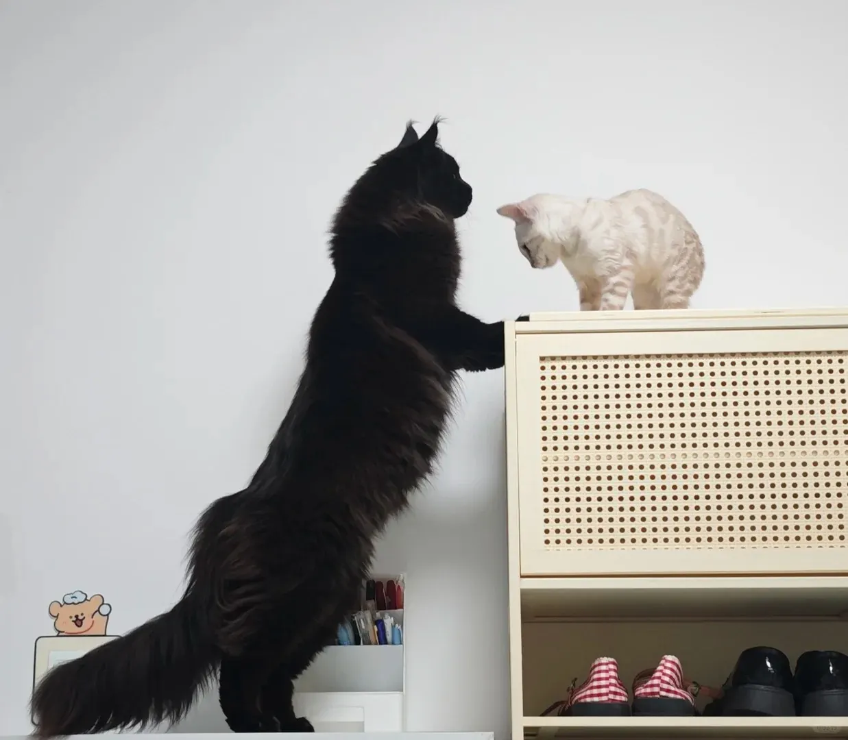Illustration comparative de la silhouette d'un Maine Coon mâle à côté d'un chat de taille standard, pour visualiser la différence réelle de gabarit