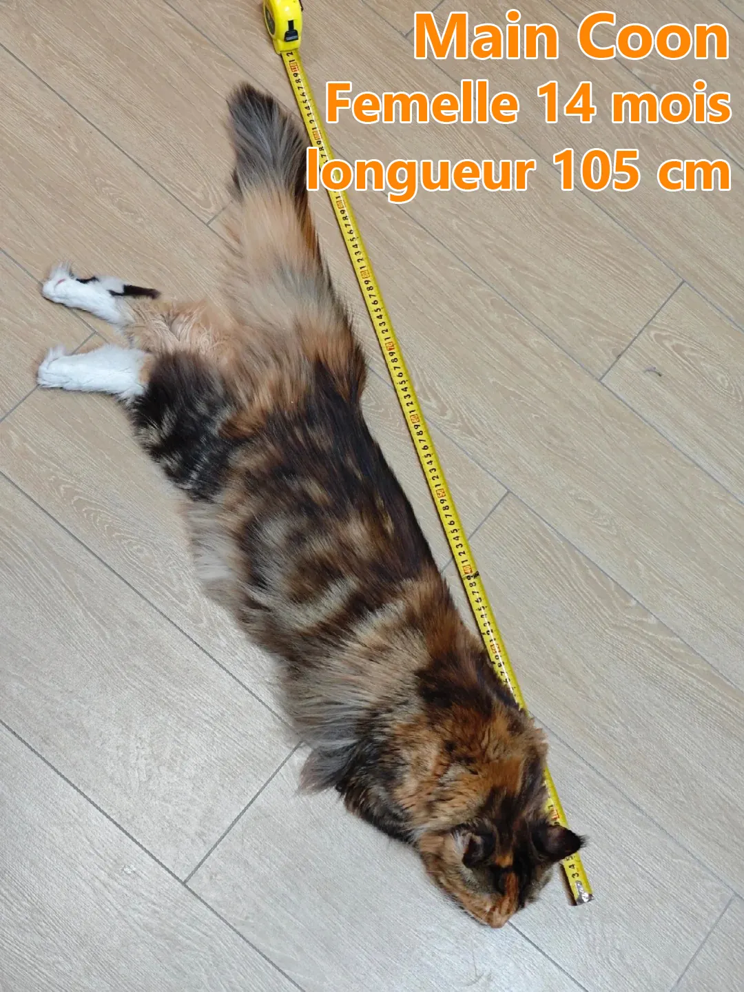 Maine Coon géant adulte debout de profil à côté d'un mètre ruban, montrant sa longueur totale du museau à la queue et son ossature imposante