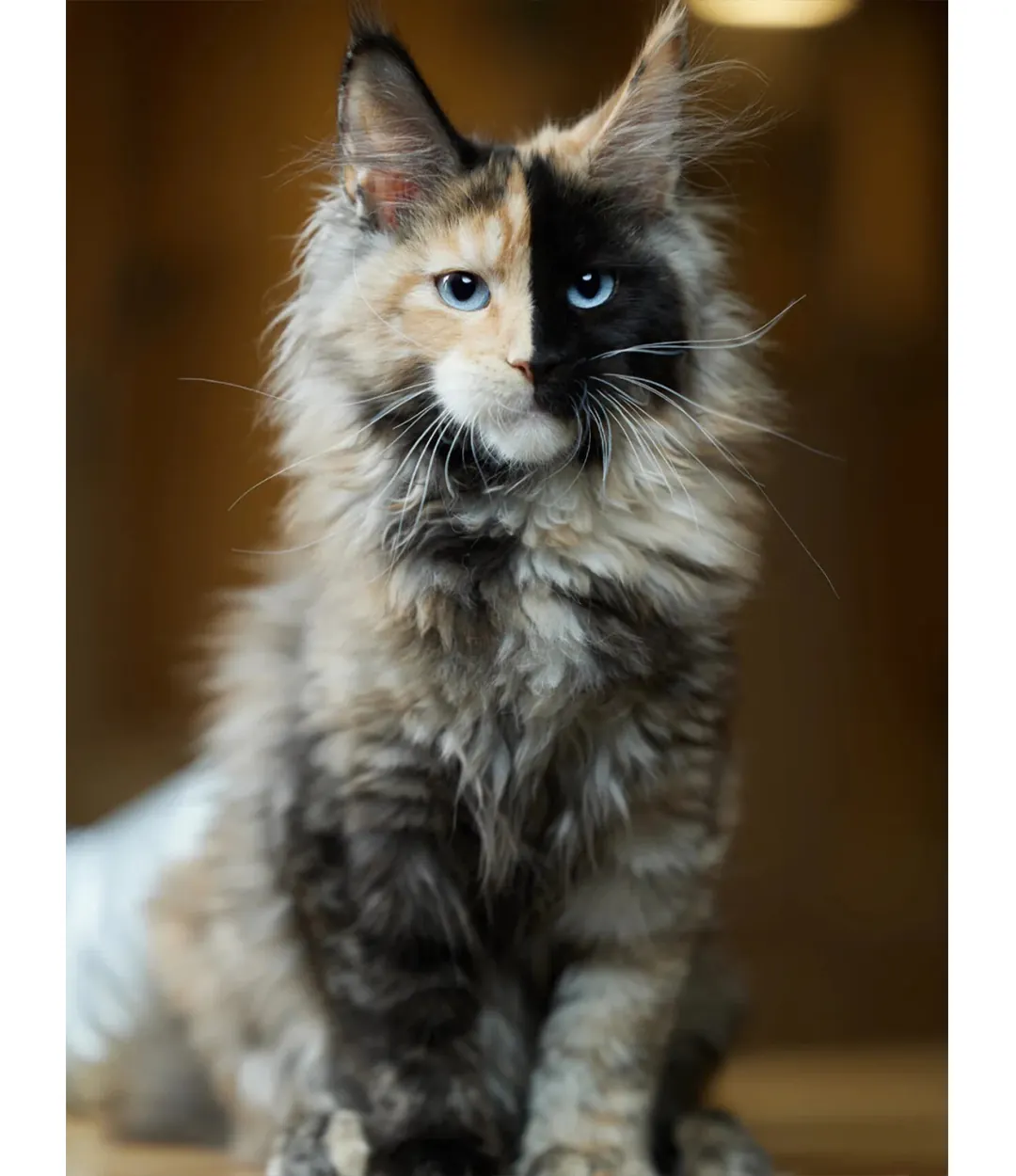 Maine Coon Géant : taille, poids et records réels Maine Coon géant robe bicolore, mélange de blanc et d'une autre couleur en plages bien délimitées