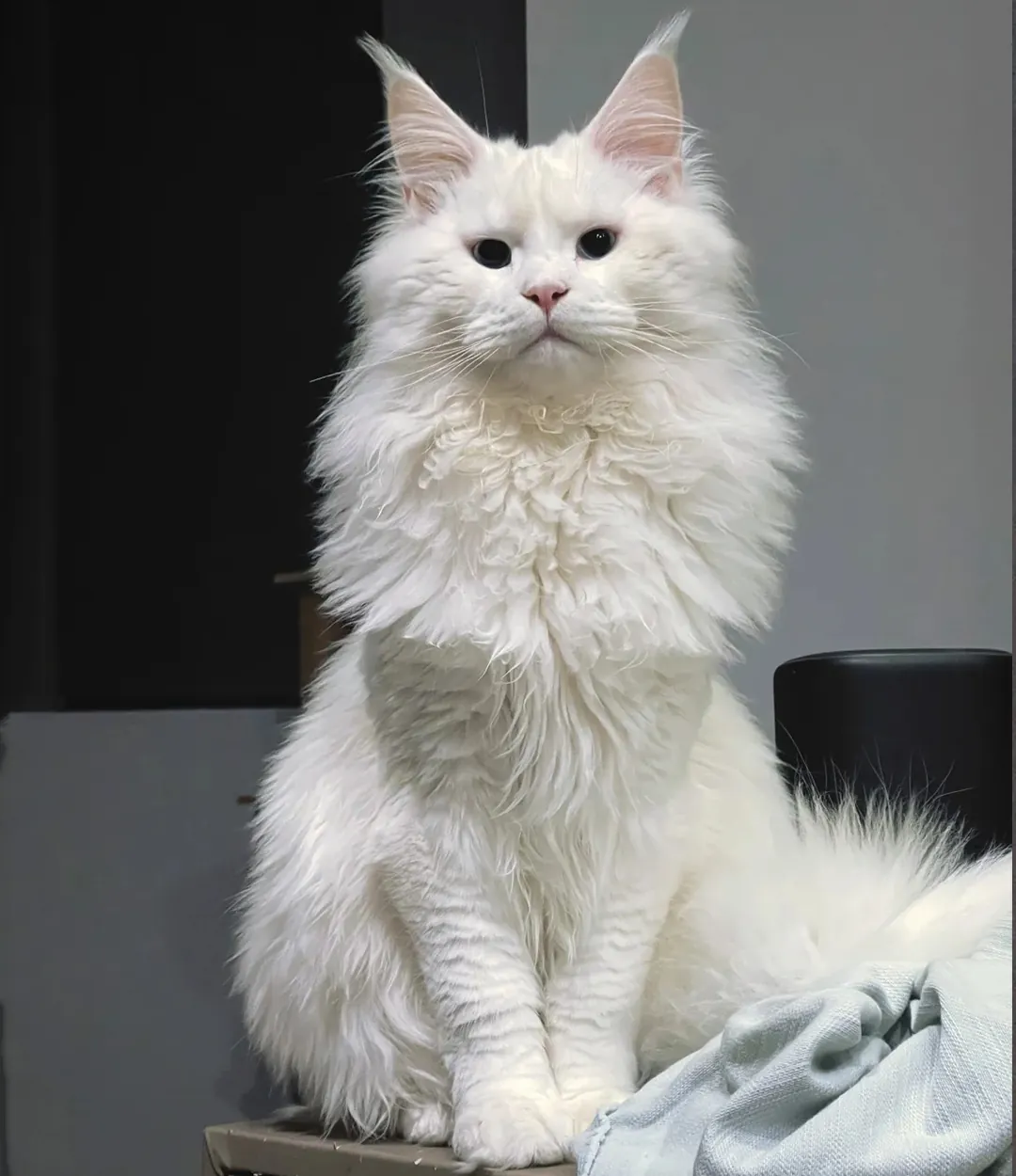Maine Coon Géant : taille, poids et records réels Maine Coon géant robe blanche intégrale avec des yeux bleus, dorés ou vairons