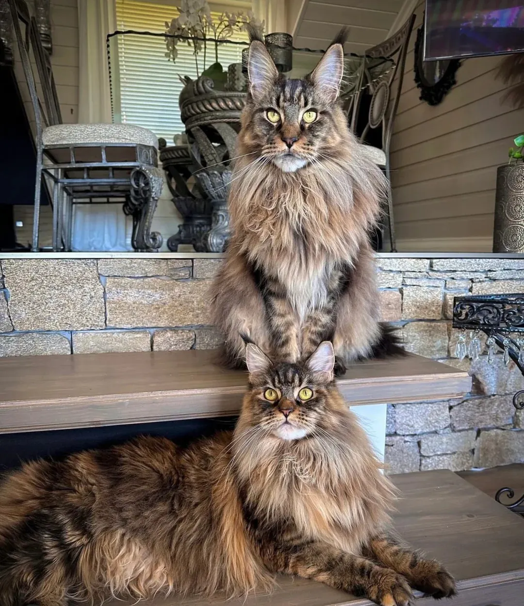 Maine Coon Géant : taille, poids et records réels Maine Coon géant robe brown tabby (tigré brun), la couleur la plus emblématique et la plus répandue de la race