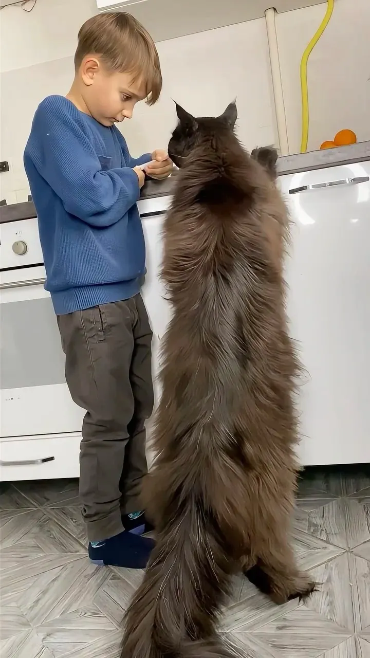Maine Coon géant au physique impressionnant se laissant câliner par un enfant, illustrant le contraste entre son allure de fauve et son tempérament très doux