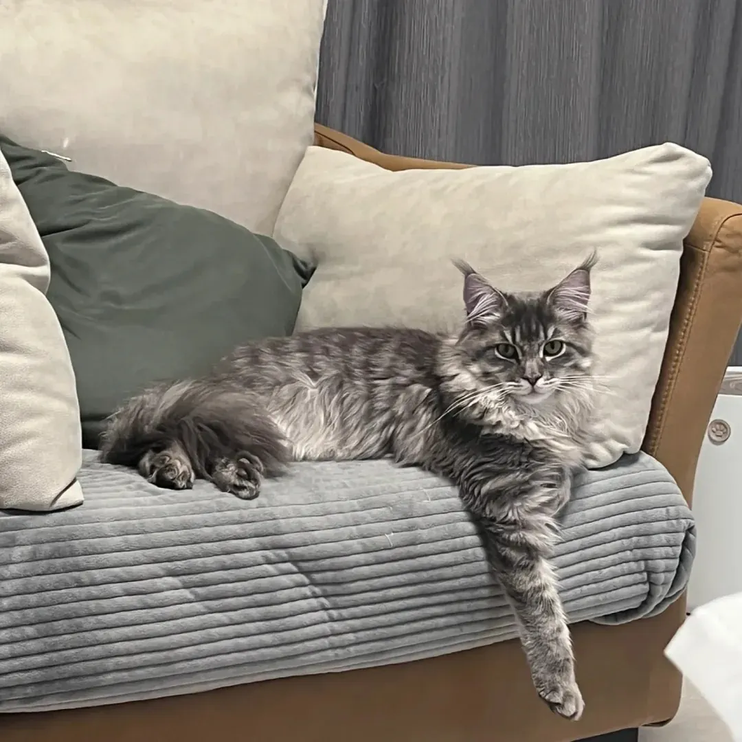 Maine Coon géant confortablement installé sur un canapé recouvert d'une housse de protection anti-griffes, montrant l'espace qu'il occupe au quotidien