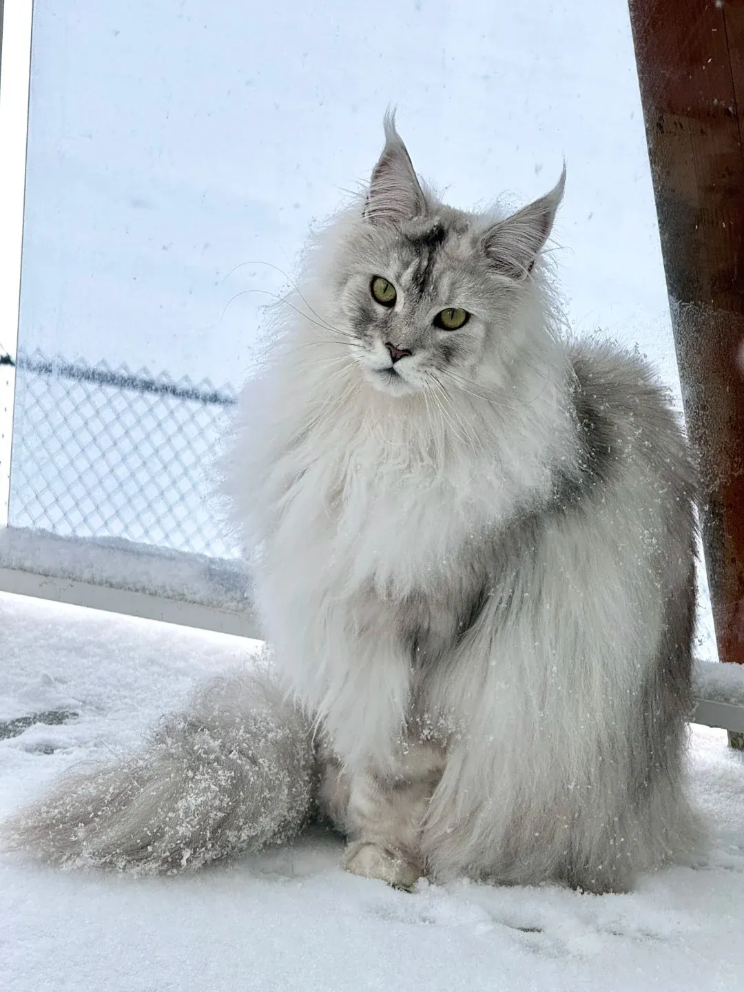 Maine Coon géant en extérieur dans la neige, illustrant son adaptation naturelle au climat froid et rigoureux de l'État du Maine aux États-Unis