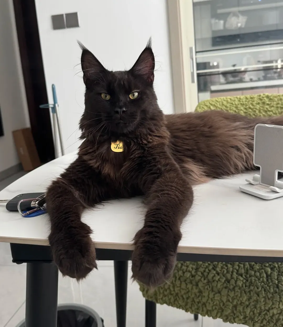 Maine Coon Géant : taille, poids et records réels Maine Coon géant robe noire unie (noir solid) sans aucun motif tabby, une couleur plus rare que le brown tabby chez cette race