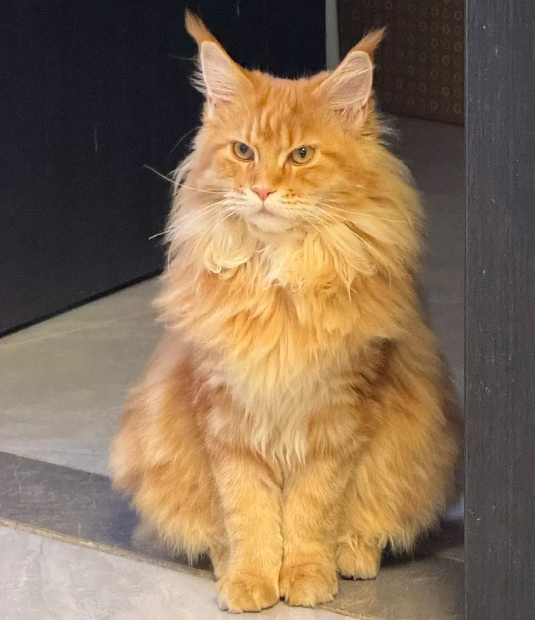 Maine Coon Géant : taille, poids et records réels Maine Coon géant robe rousse (red tabby), couleur chaude et lumineuse très recherchée