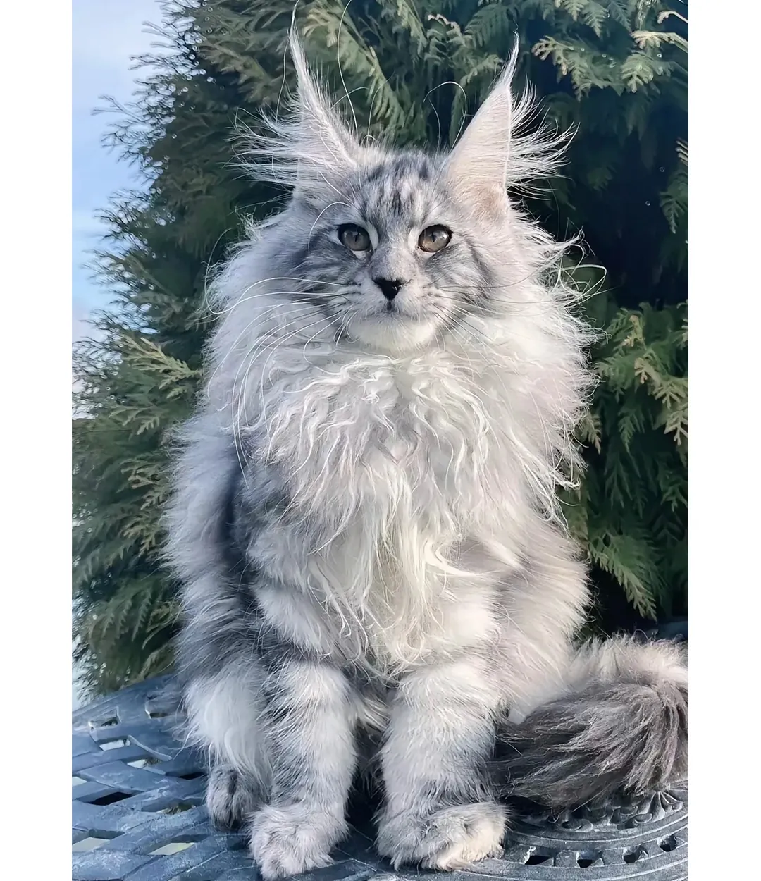 Maine Coon Géant : taille, poids et records réels Maine Coon géant robe argentée (silver tabby) aux reflets gris clair caractéristiques