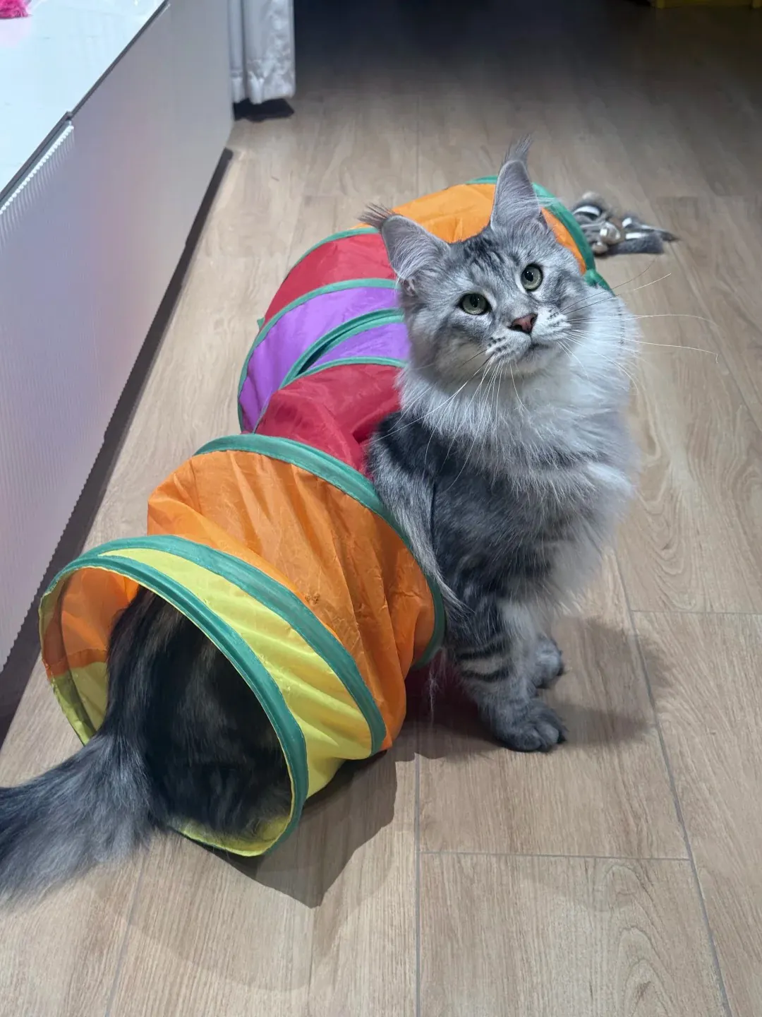 Maine Coon géant jouant à l'intérieur d'un tunnel pour chat grand format, illustrant un espace de jeu adapté à sa taille