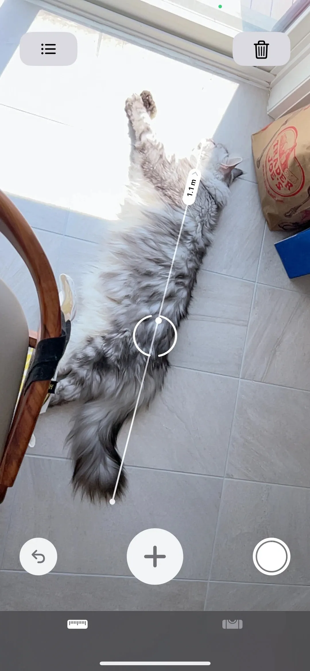 Maine Coon de très grande taille allongé de tout son long sur le sol, mettant en valeur sa longueur exceptionnelle du museau à la pointe de la queue
