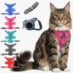 maine-coon-harnais-chic-5-couleurs Harnais pour Maine Coon avec Laisse et Enrouleur | Kit Complet Sécurisé