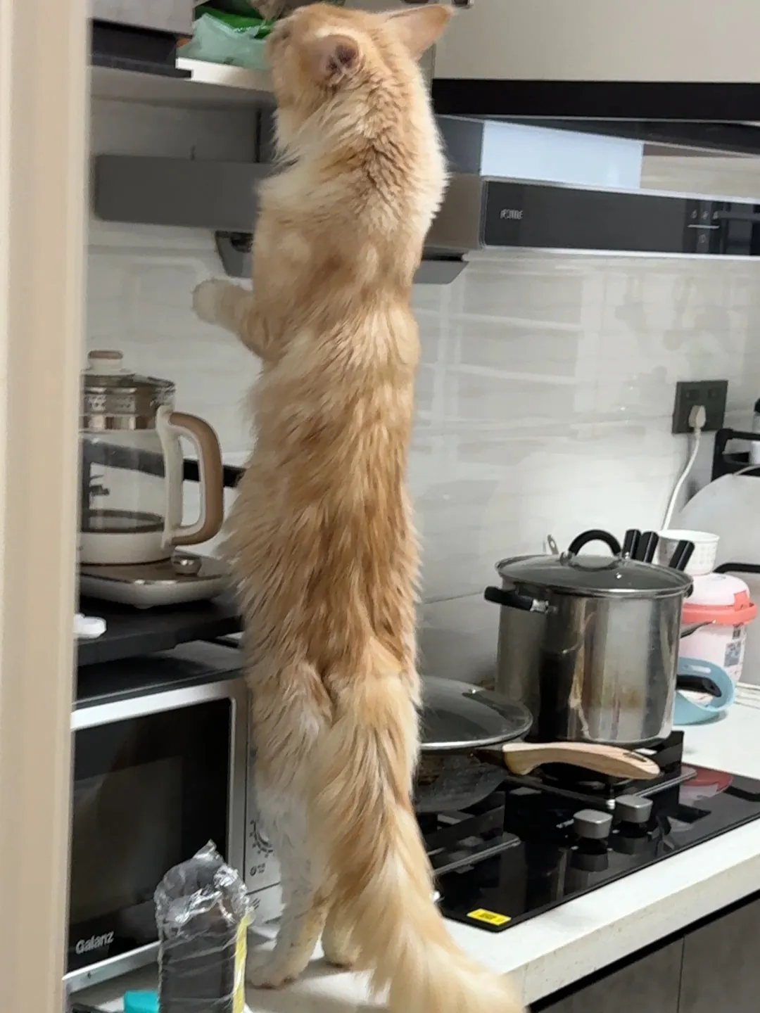 Propriétaire mesurant un Maine Coon avec un mètre ruban du bout du museau à la pointe de la queue détendue pour vérifier sa longueur réelle