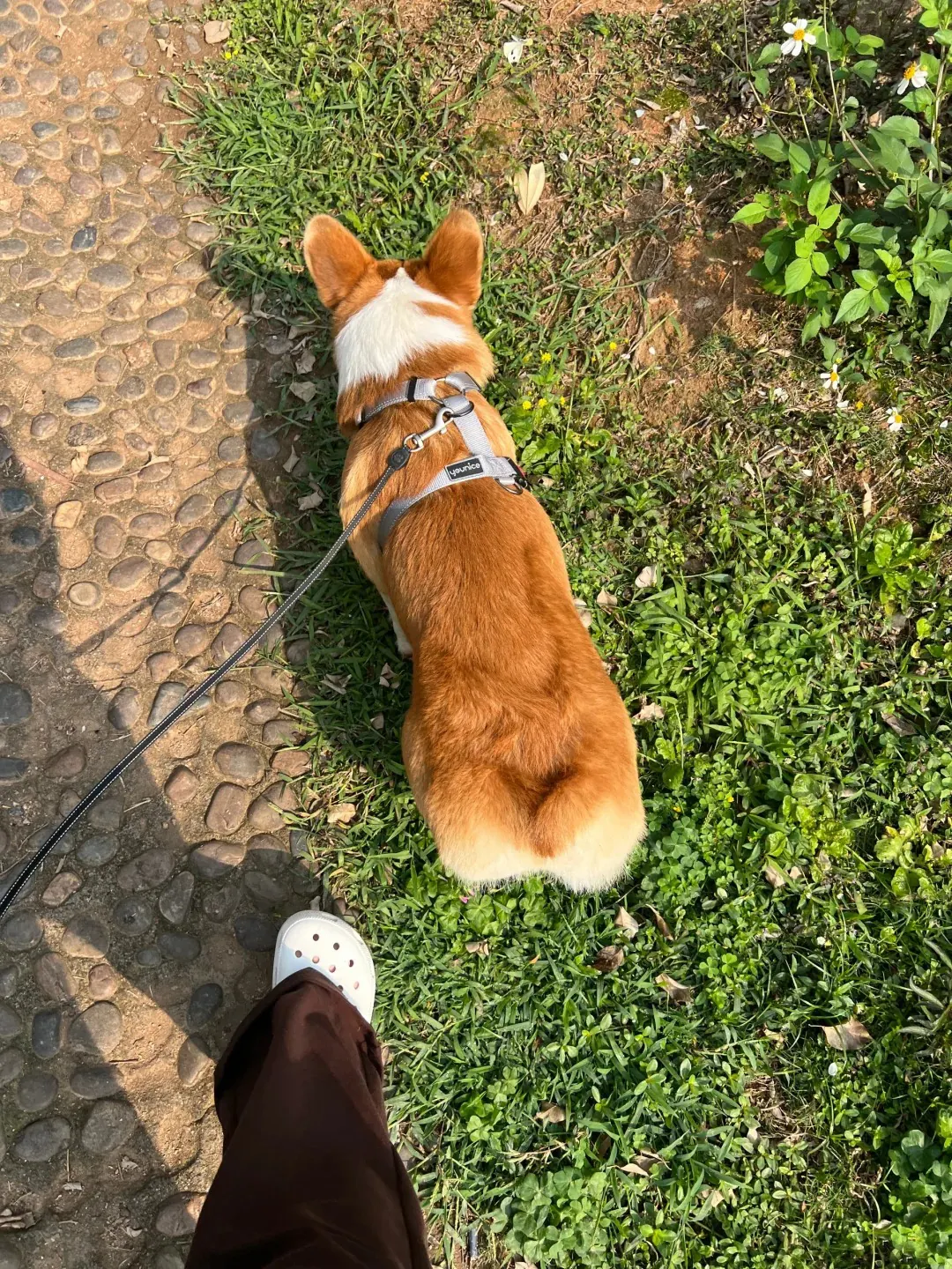 Pourquoi mon chien mange son caca ? Maître et chien complices en promenade dans un parc public
